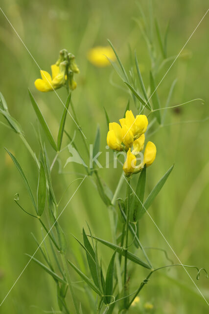 Meadow Vetchling (Lathyrus pratensis)