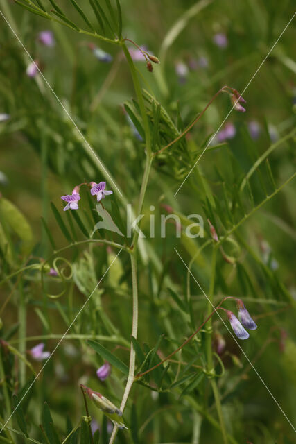 Vierzadige wikke (Vicia tetrasperma)