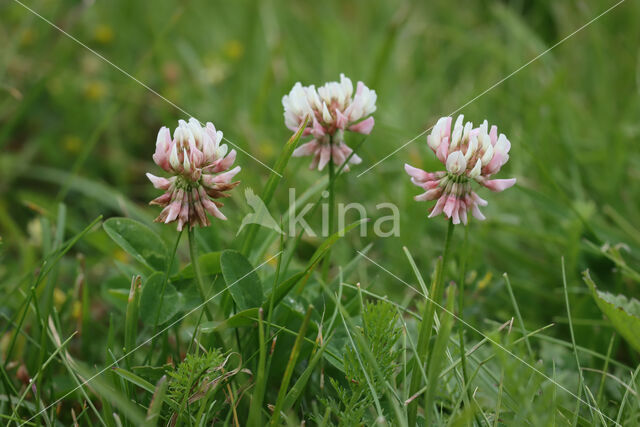 Witte klaver (Trifolium repens)