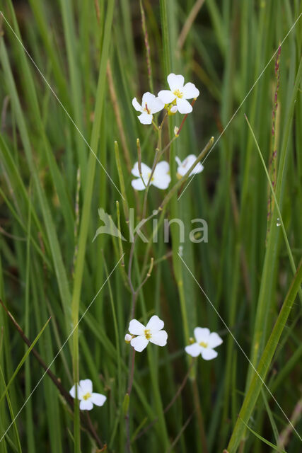 Cardaminopsis arenosa