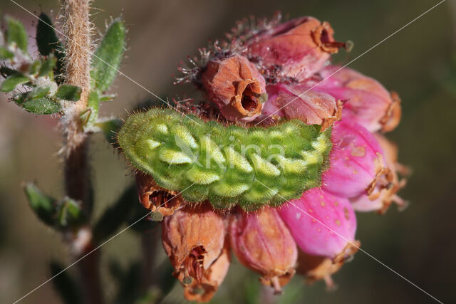 Green Hairstreak (Callophrys rubi)