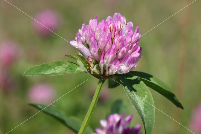 Rode klaver (Trifolium pratense)