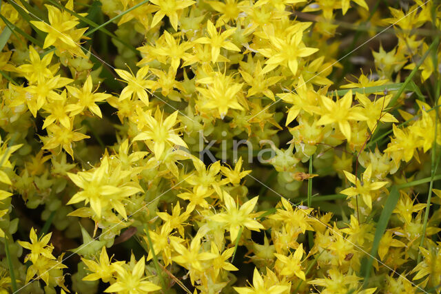 Muurpeper (Sedum acre)