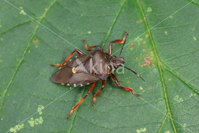 bloedpootschildwants (pinthaeus sanquinipes)