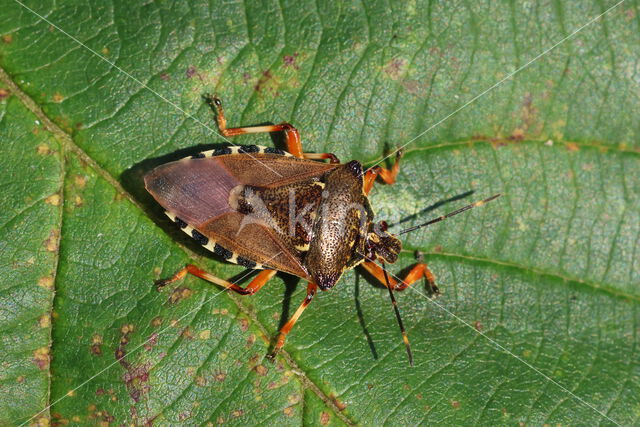 bloedpootschildwants (pinthaeus sanquinipes)