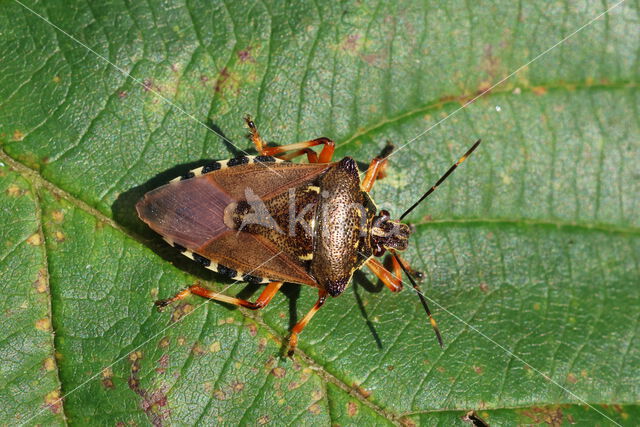 bloedpootschildwants (pinthaeus sanquinipes)