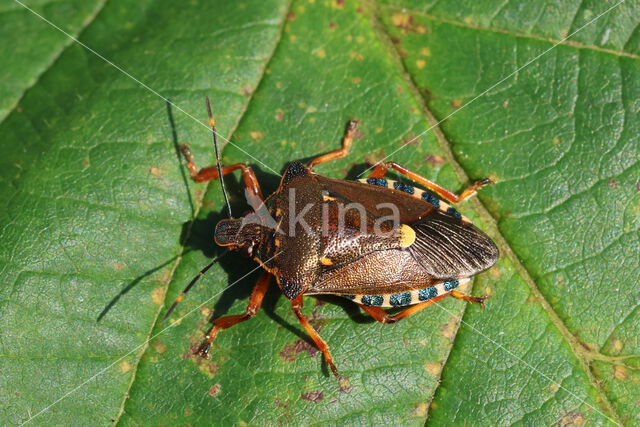 bloedpootschildwants (pinthaeus sanquinipes)