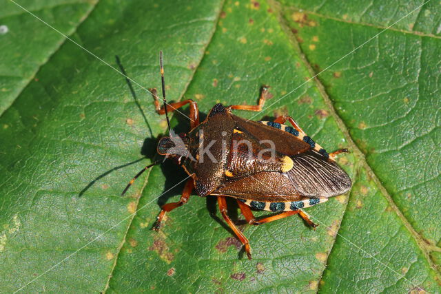 bloedpootschildwants (pinthaeus sanquinipes)