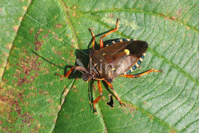 bloedpootschildwants (pinthaeus sanquinipes)