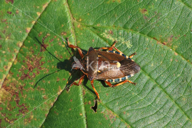 bloedpootschildwants (pinthaeus sanquinipes)