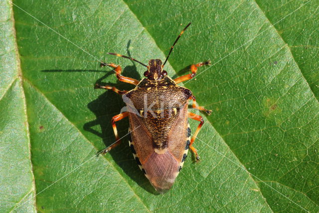 bloedpootschildwants (pinthaeus sanquinipes)