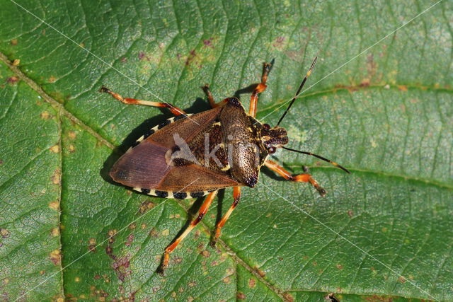 bloedpootschildwants (pinthaeus sanquinipes)