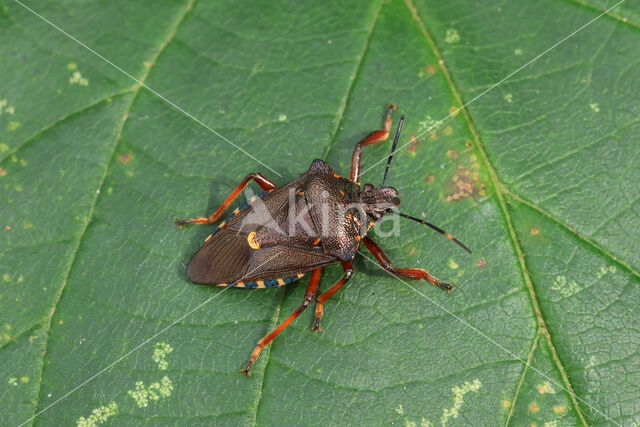 bloedpootschildwants (pinthaeus sanquinipes)