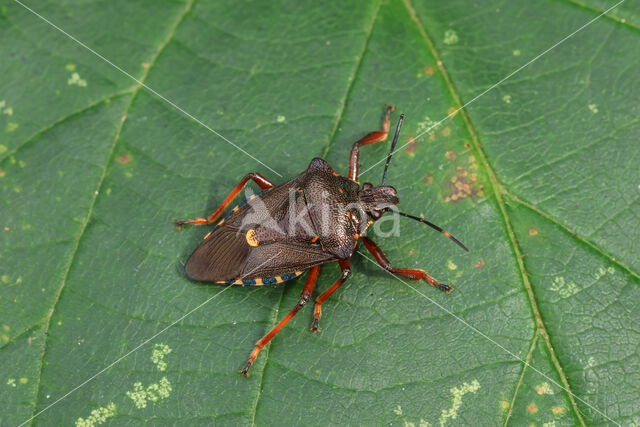 bloedpootschildwants (pinthaeus sanquinipes)