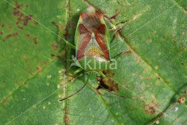 berkenkielwants (elasmostethus interstinctus)