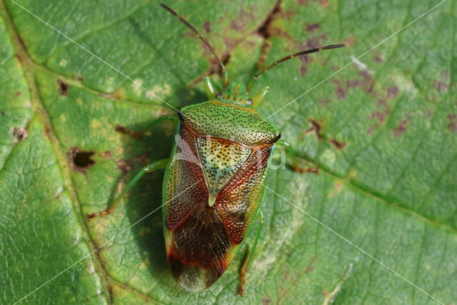 berkenkielwants (elasmostethus interstinctus)