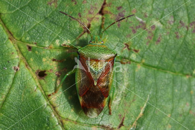 berkenkielwants (elasmostethus interstinctus)