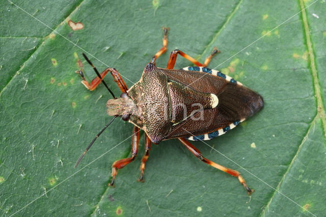 bloedpootschildwants (pinthaeus sanquinipes)