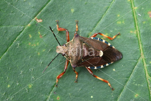 bloedpootschildwants (pinthaeus sanquinipes)