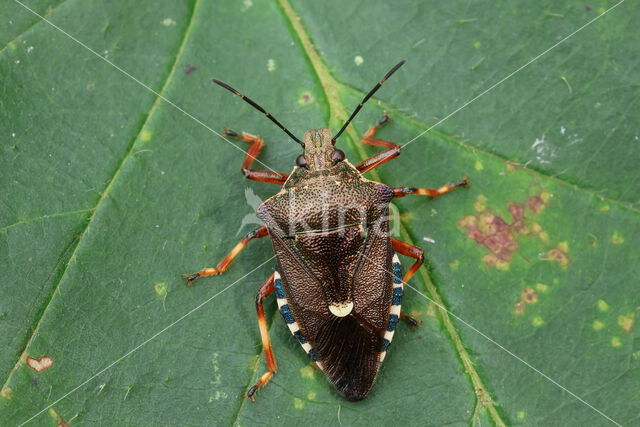 bloedpootschildwants (pinthaeus sanquinipes)