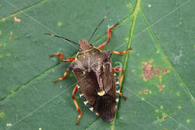 bloedpootschildwants (pinthaeus sanquinipes)