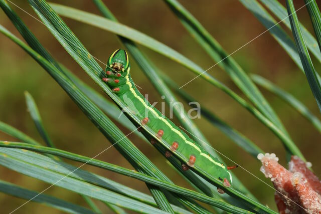 Pine Hawk-moth (Hyloicus pinastri)