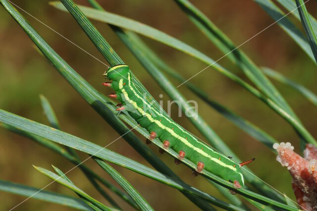 Pine Hawk-moth (Hyloicus pinastri)