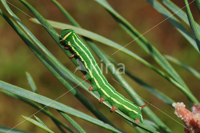 Pine Hawk-moth (Hyloicus pinastri)