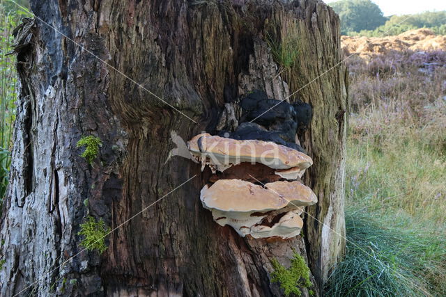 Southern Bracket (Ganoderma australe)