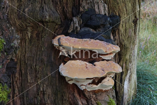 Dikrandtonderzwam (Ganoderma australe)