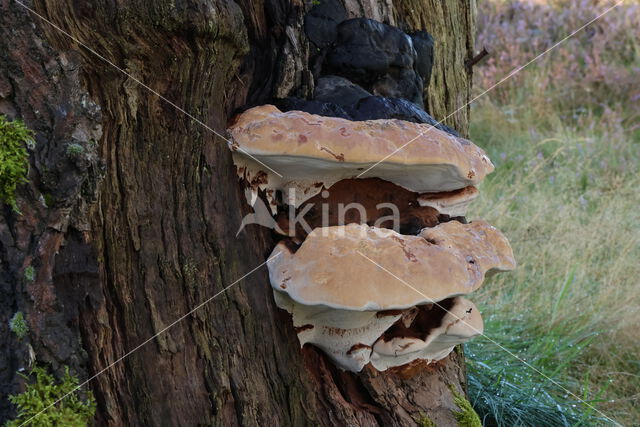 Dikrandtonderzwam (Ganoderma australe)