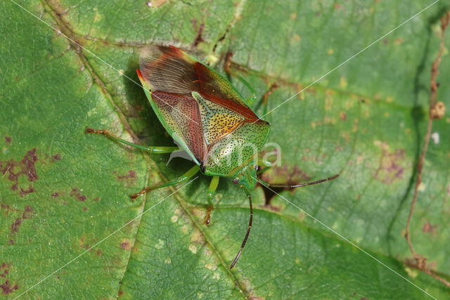 berkenkielwants (elasmostethus interstinctus)