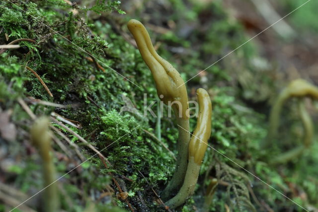 Groene aardtong (Microglossum viride)