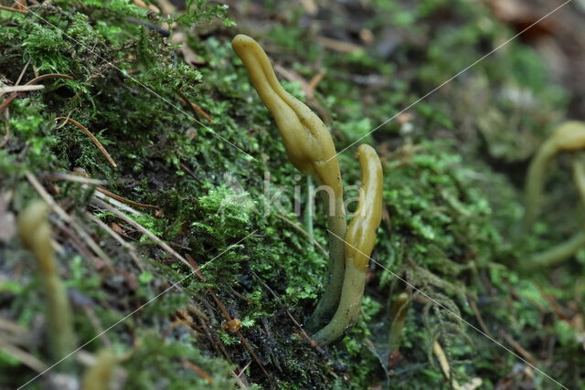 Groene aardtong (Microglossum viride)