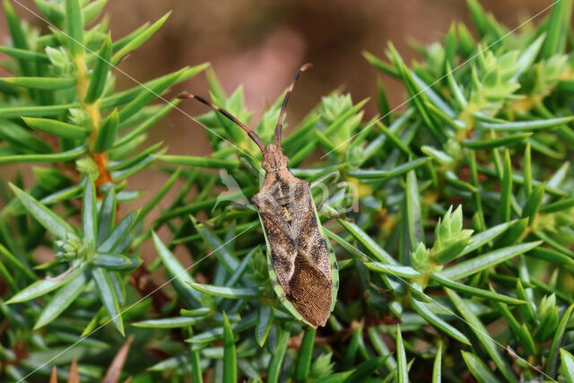 jeneverbesrandwants (gonocerus juniperi)