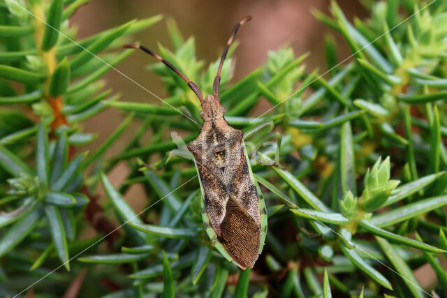 jeneverbesrandwants (gonocerus juniperi)