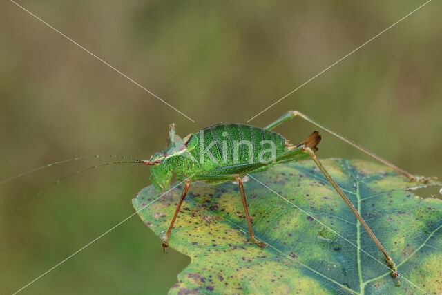 Struiksprinkhaan (Leptophyes punctatissima)