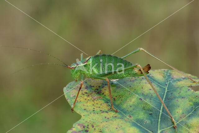 Struiksprinkhaan (Leptophyes punctatissima)