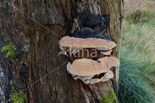 Dikrandtonderzwam (Ganoderma australe)