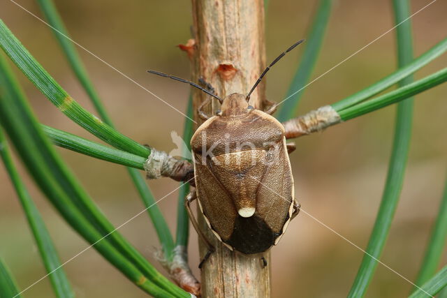 dennenschildwants (chlorochroa pinicola)