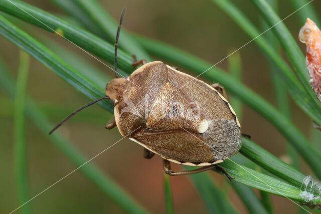 chlorochroa pinicola