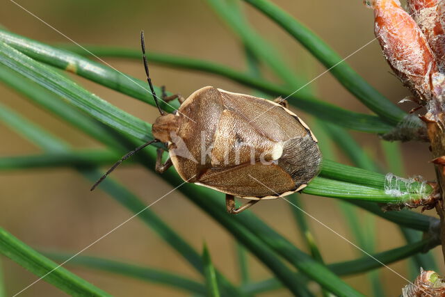 dennenschildwants (chlorochroa pinicola)