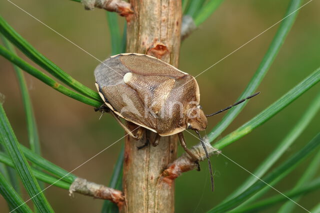 chlorochroa pinicola