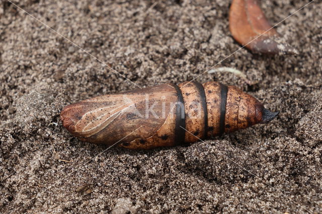 Elephant Hawk-moth (Deilephila elpenor)