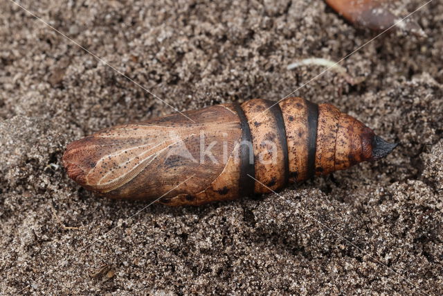 Elephant Hawk-moth (Deilephila elpenor)