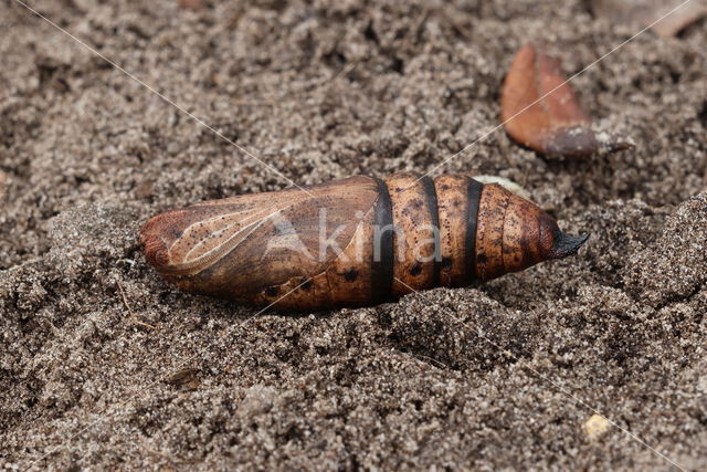 Groot avondrood (Deilephila elpenor)