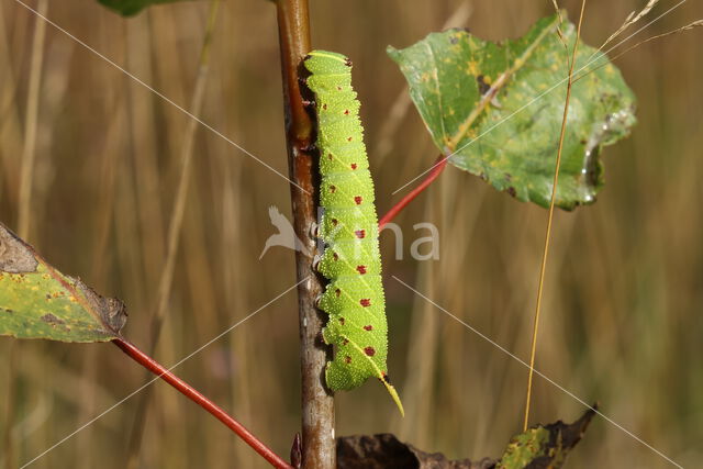 Poplar Hawk-moth (Laothoe populi)