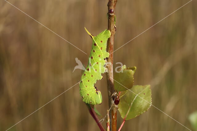 Poplar Hawk-moth (Laothoe populi)