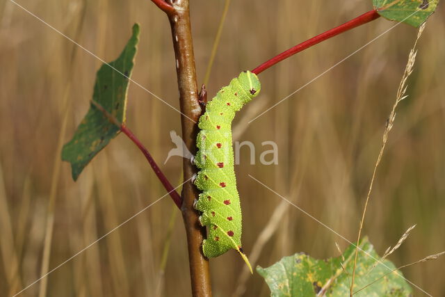 Poplar Hawk-moth (Laothoe populi)