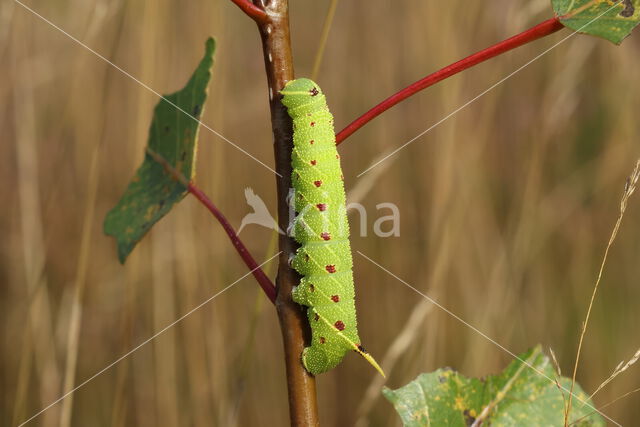 Poplar Hawk-moth (Laothoe populi)